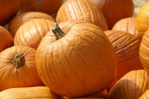 pumpkin pudding Pumpkin Custard Recipe