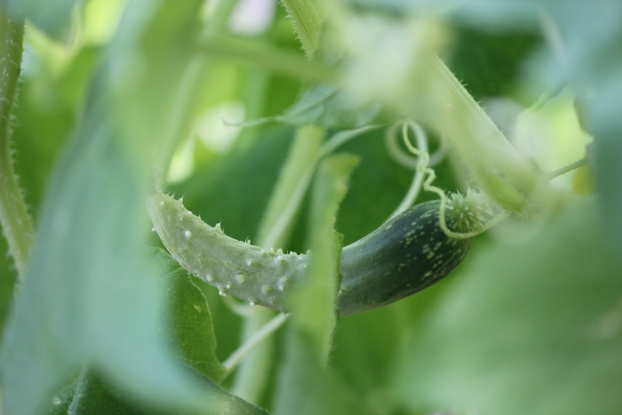 In My Garden
