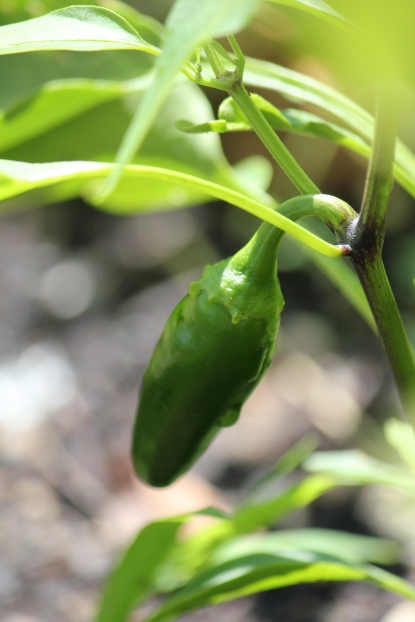 Baby Jalapeno