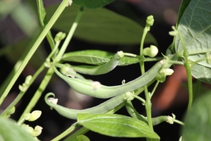 garden vegetables - garden beans
