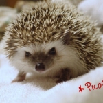 pico 150x150 Appetizers