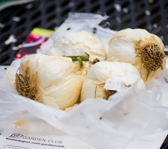 Smells Like Garlic: The Case of the Mysterious Smell