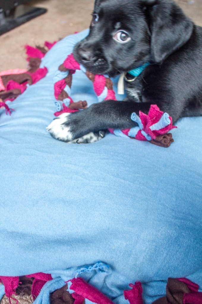 DIY No-Sew Pet Bed with Purina Dog Chow Natural #MyPetMyStar